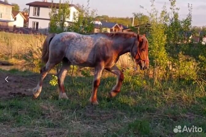 Тяжеловоз.Жеребчик-эксклюзив в1 год 163 см.в холке