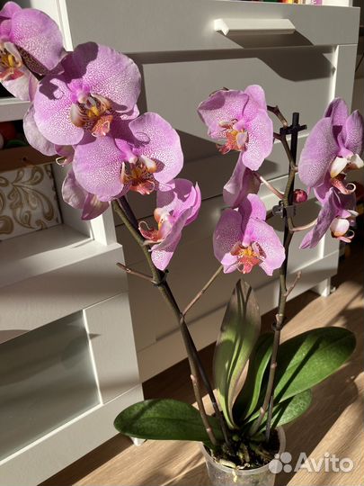 Орхидея фаленопсис
