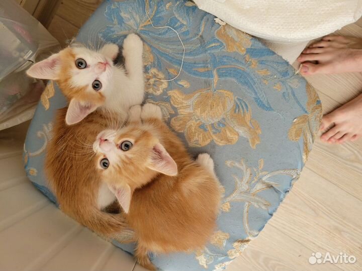 Котята мальчик и девочка