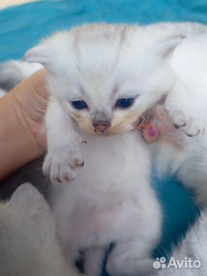 Шотландские прямоухие котята