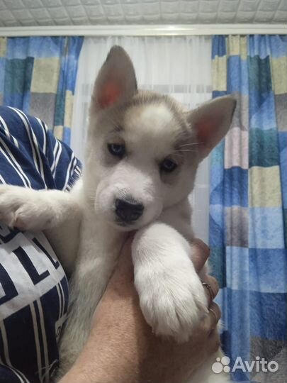 Щенки хаски