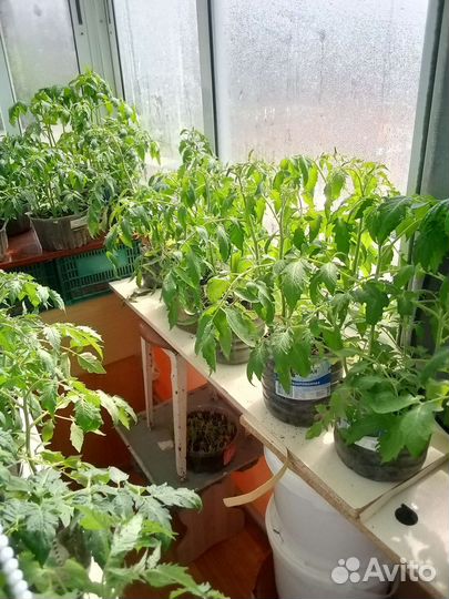 Рассада помидор