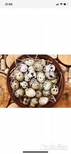 Перепела продажа
