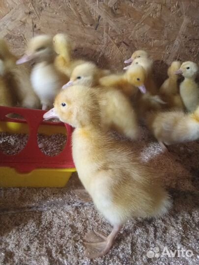 Индюшата,утята, бройлер