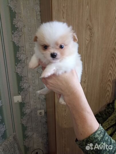 Щенки пекинеса