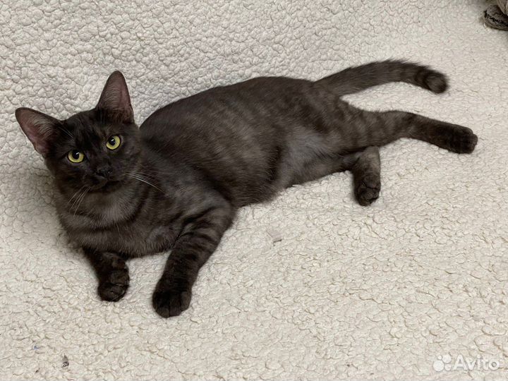 Котик в добрые руки