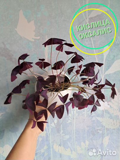 Фикус Бенджамина, Оксалис Кислица