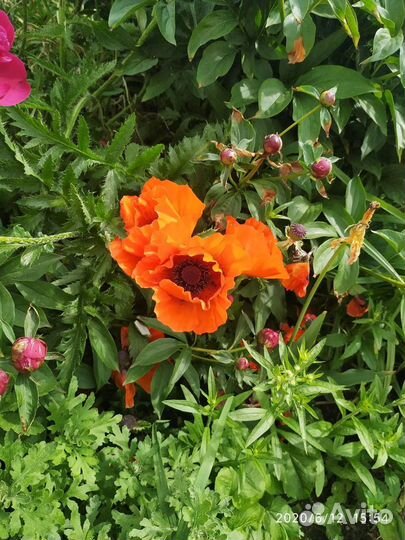 Мак декоративный