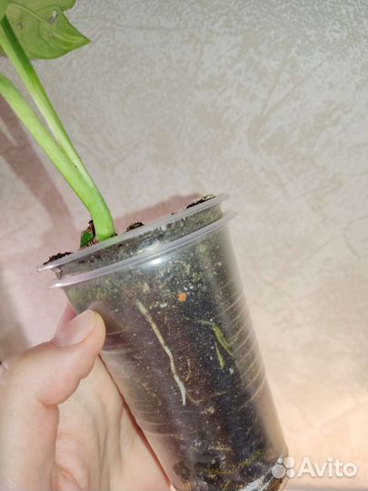 Монстера Адансона вариегатная жёлтая