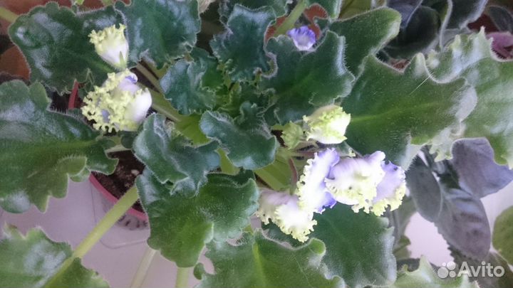 Фиалки сортовые