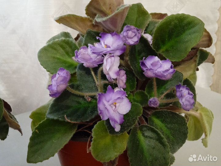 Детки фиалки