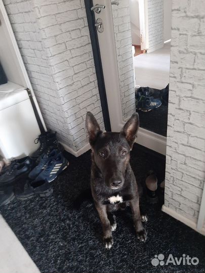 Собака в добрые руки отдам бесплатно