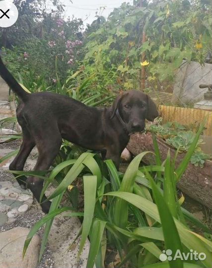 Щенок дратхаара (метис) в добрые руки