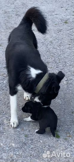 Щенки хаски в добрые руки