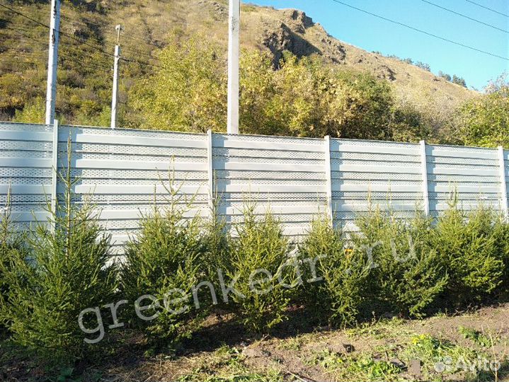 Ель Сибирская Экстра класс 180-220см