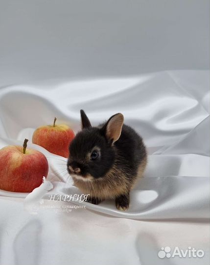 Карликовый кролик