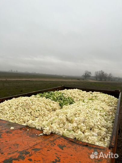 Корм для животных