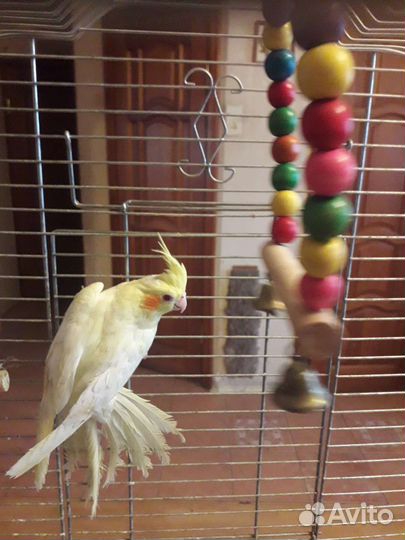 Попугай карелла