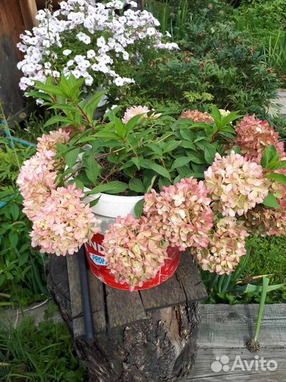 Продаю гортензию сорт пинклайд
