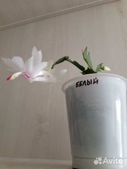 Декабрист Шлюмбергера