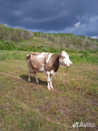 Корова дойная