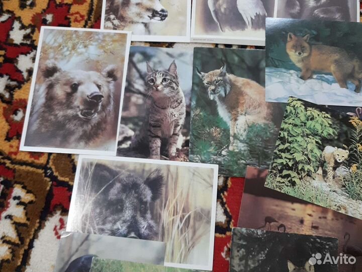Открытки животные СССР