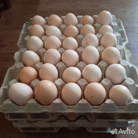 Инкубационное яйцо