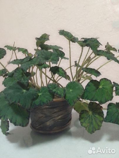 Бегония тигровая