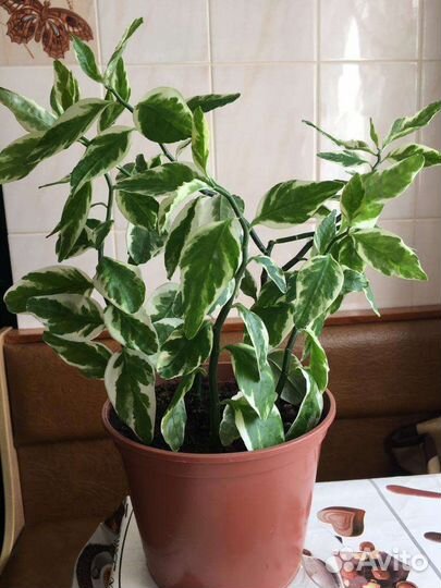 Комнатные цветы