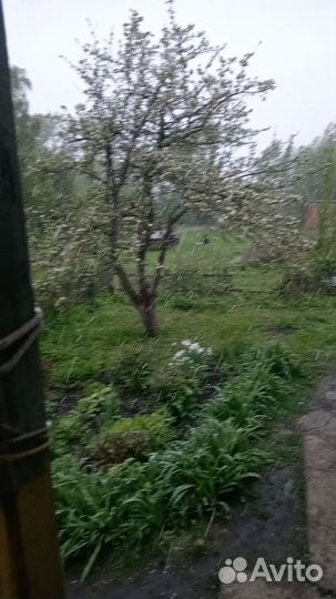 Домашние куриные яйца