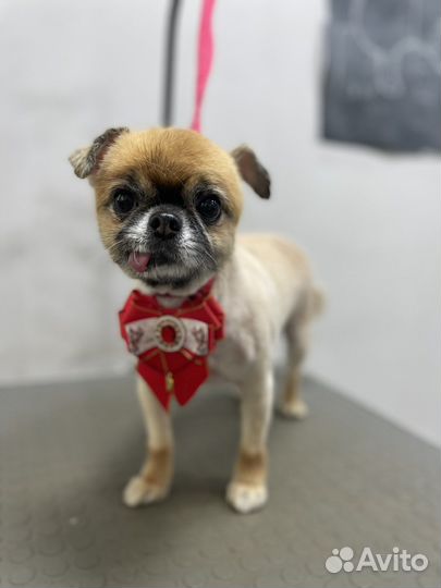 Стрижка кошек и собак