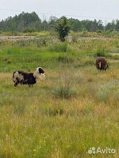 Продам мясо -баранина