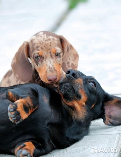 Кроличья такса