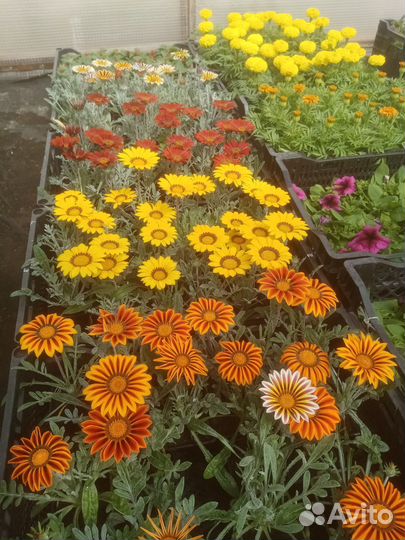 Рассада цветов