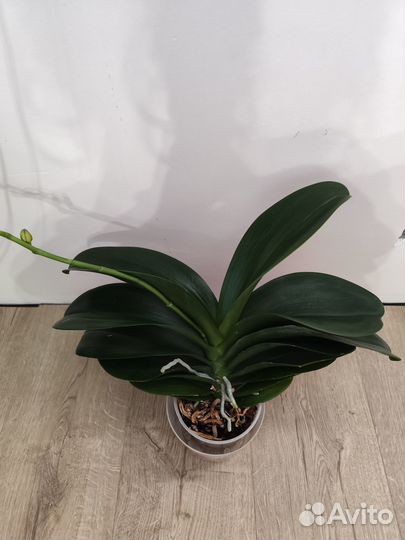 Орхидея фаленопсис Мива