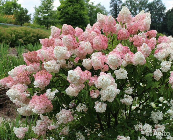 Гортензия метельчатая 9 сортов саженцы
