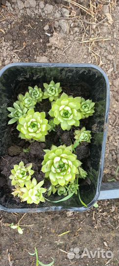 Суккуленты, молодило