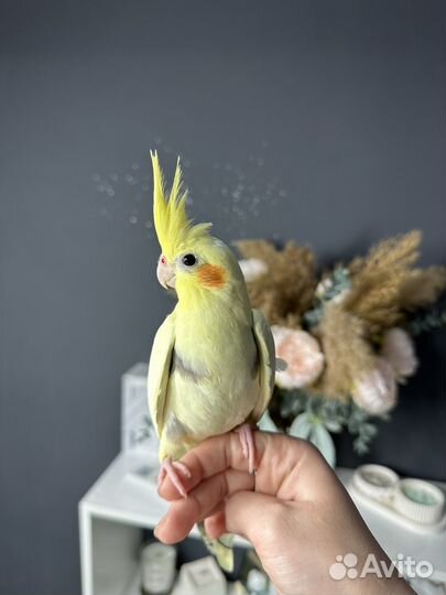 Попугай корелла птенец