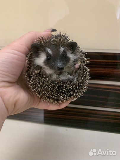 Африканские ежи, ручные ежики (выбор окрасов)
