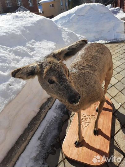 Косуля чучело