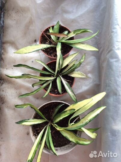 Хойя Вайети триколор и мурайя