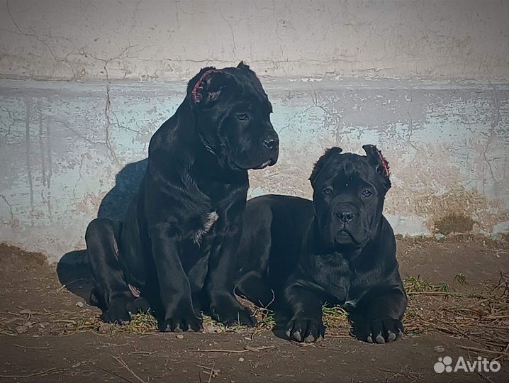 Кане Корсо РКФ