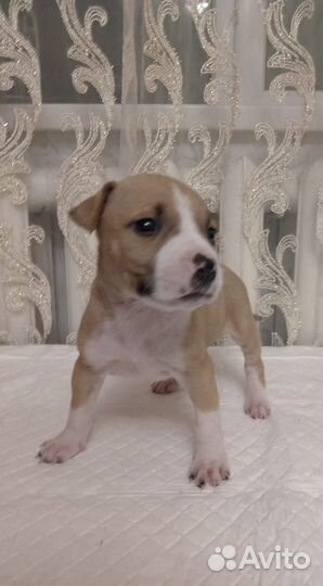 Щенки стаффорда