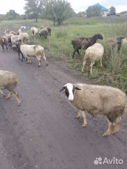 Ярочки дорпер 82.5