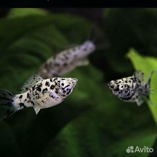 Рыбки моллинезия