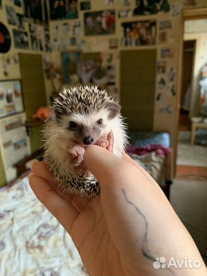 Африканский белый карликовый ежик