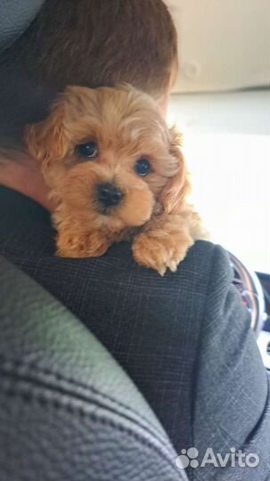 Щенки мальтипу f1 мини