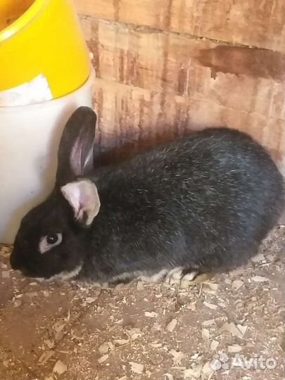 Кролик мясной породы