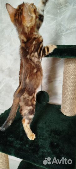 Бенгальские