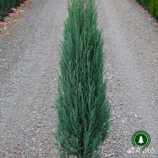 Можжевельник блю эрроу разных размеров